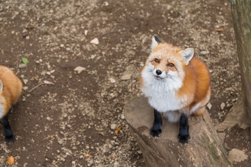 Adorable fox