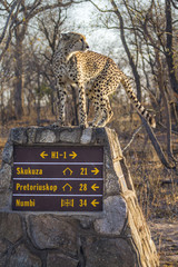 Cheetah in Kruger National park, South Africa