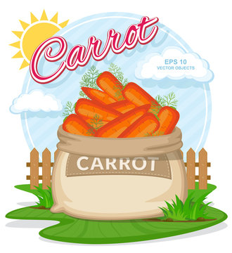 Ripe Carrots in burlap sack. Full sacks with fresh vegetables. Bag with harvest on the summer garden