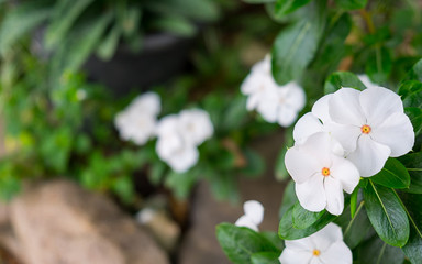 White Catharanthus roseus