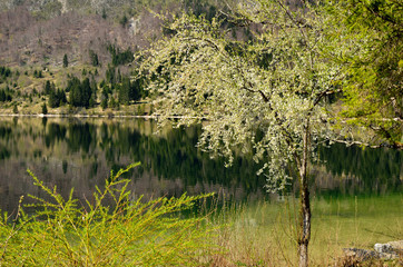 Bohinj lake in spring