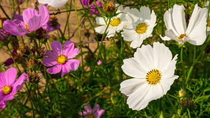 white and pink flower