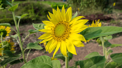 sunflower