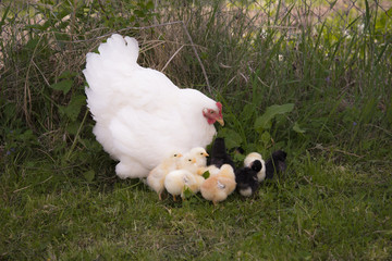  A brood hen with chickens .A mother hen and its baby chickens at an organic farm