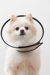 White Pomeranian with collar