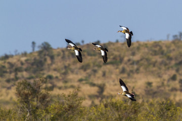 Egyptian Goose in Kruger National park, South Africa
