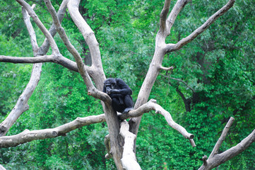 Chimpanzee on the tree branch