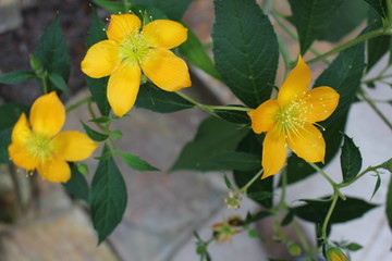 Pflanzen, Blumen, Bäume und Botanik