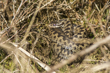 An Adder basking at Cannock Chase, Staffordshire, England.