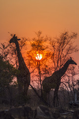 Obraz premium Giraffe in Kruger National park, South Africa