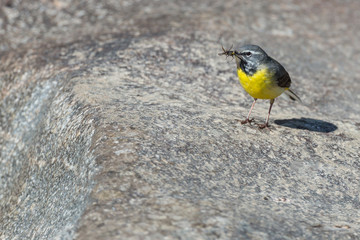 Bergeronnette des ruisseaux