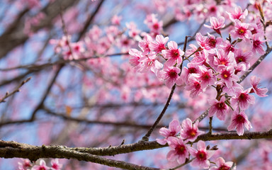 Prunus cerasoides