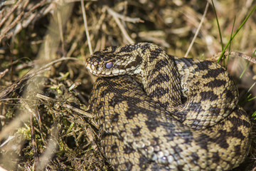 An Adder basking at Cannock Chase, Staffordshire, England.