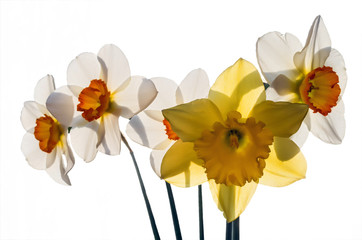A bouquet of daffodils lit by the sun isolated on a white background. Selective focus.