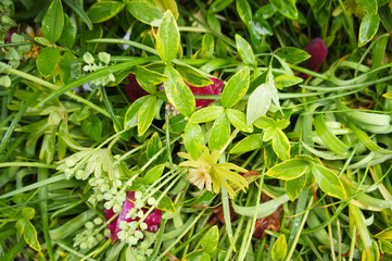 Green wet garden plant with red flowers abstract
