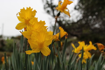 B&auml;ume, Blumen und Pflanzen 
