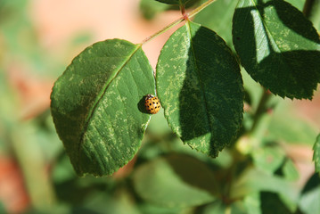 Käfer