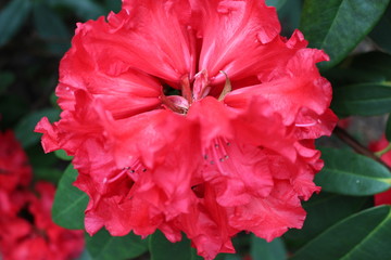 Bäume, Blumen und Pflanzen 