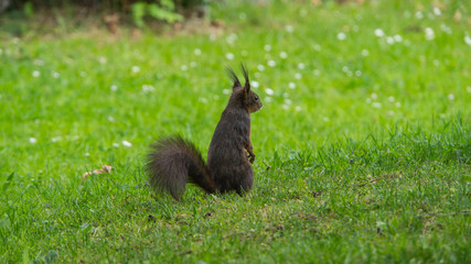 Standing brown squirrel on a green meadow in springtime
