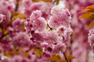 Branch of  pink Japanese cherry in blossom