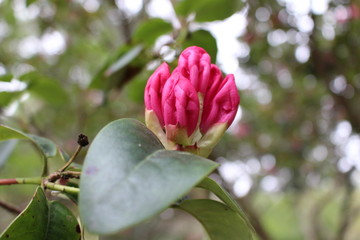 Bäume, Blumen und Pflanzen 