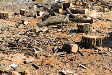 The structure of the tree in a section. Raw materials for heating the housing.