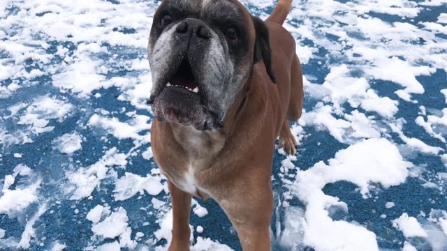 Boxer dog barking and attacking camera.