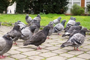 Obraz premium Pigeons in the town. Slovakia