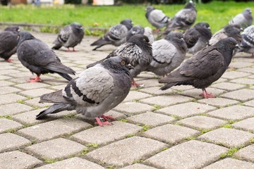 Pigeons in the town. Slovakia