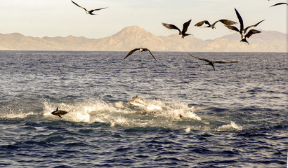 Tuna feed on a bait ball on the surface off Baja MexicoTuna