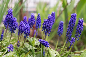 Obraz premium Blue Muscari flower