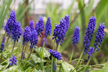 Blue Muscari flower