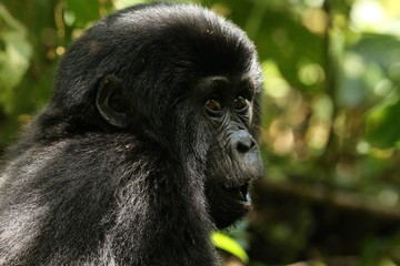 Fototapeta premium Baby Gorilla Uganda
