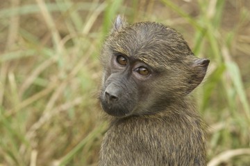 Obraz premium Baby baboon