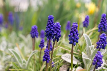 Blue Muscari flower