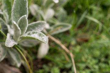 Snowflakes droplets on grass and leaf. Slovakia
