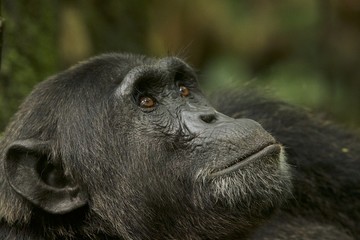 Chimpanzee - Uganda