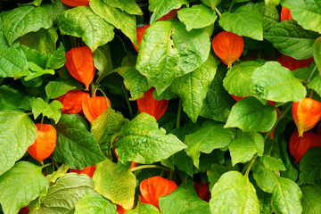 physalis texture plant