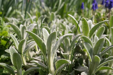 Snowflakes droplets on grass and leaf. Slovakia