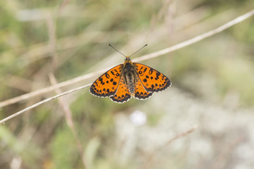 A male Spotted Fritillary (Melitaea didyma) butterfly in the Maritime Alps, France.