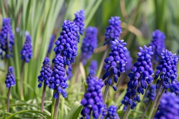 Blue Muscari flower
