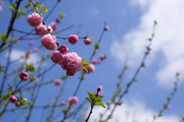 Spring tree flowering - rose tree. Slovakia
