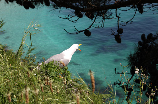 seagull in the coast