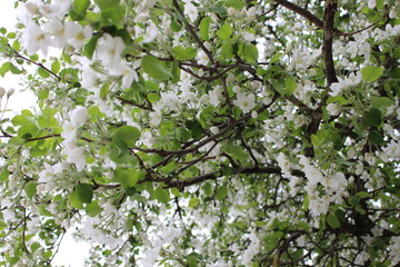 Bäume, Blumen und Pflanzen 