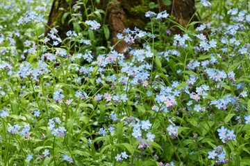 Beautiful Flowers Forget-Me-Nots Growing On Field Spring.