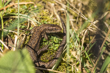 A Common Lizard basking in spring sunshine at Cannock Chase, England