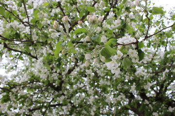 Bäume, Blumen und Pflanzen 