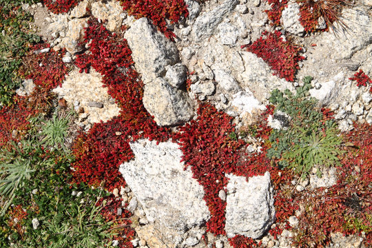 suelo en la costa de roca y vegetaci&oacute;n