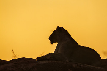 Naklejka premium African lion in Kruger National park, South Africa