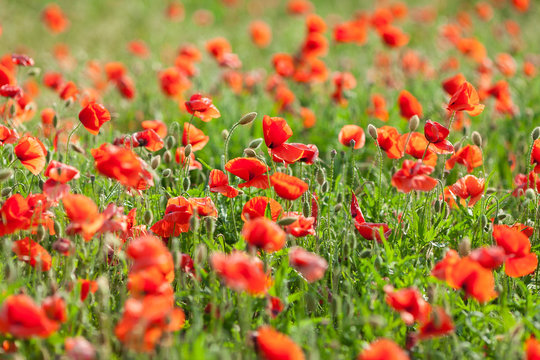 Poppy farming, nature, agriculture concept - industrial farming of poppy flowers - close-up on flowers and stems of the red poppies field. © melnikofd